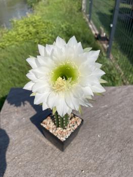 Trichocereus Hybrid weiss